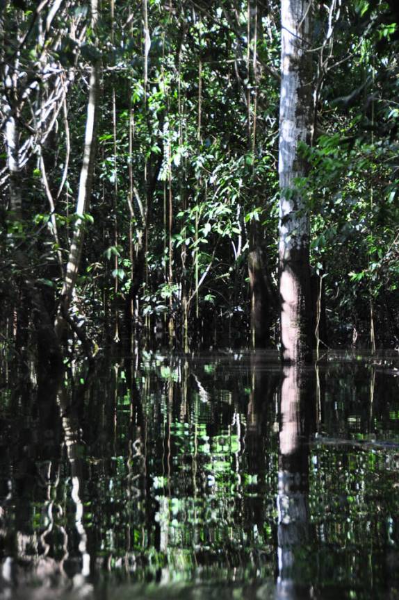 Entrando de canoa na floresta alagada, na Reserva do Mamirauá, região de Tefé, no Amazonas